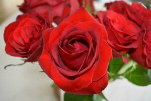 rosso e rosa Rose giardino foto