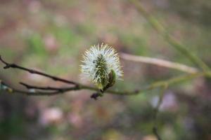 l'elegante bocciolo di un ramoscello di salice è in fiore foto