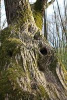 un vecchio albero coperto di muschio con un buco vuoto al sole foto