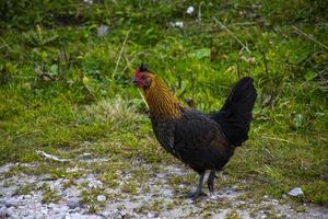 gallina in un campo foto