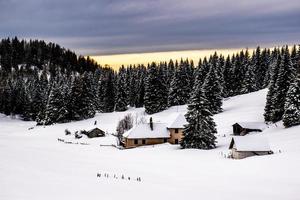 capanna tra i pini foto