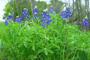 Texas bluebonnet lungo carreggiata foto