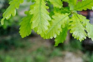 naturale sfondo con verde succoso quercia le foglie foto