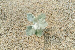 artemisia stelleriana su il sabbia. un' pianta quello è resistente per siccità e brina. foto