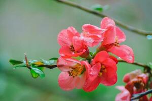 un' albero con rosa fiori nel il primavera foto
