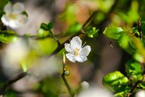 un' vicino su di un' fiore con il parola ciliegia su esso foto