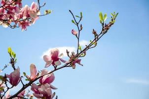 magnolia in fiore in fiori primaverili su un albero contro un cielo blu brillante foto