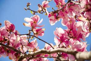 magnolia in fiore in fiori primaverili su un albero contro un cielo blu brillante foto