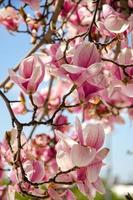 magnolia in fiore in fiori primaverili su un albero contro un cielo blu brillante foto