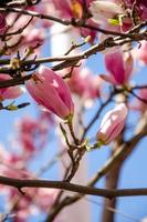 magnolia in fiore in fiori primaverili su un albero contro un cielo blu brillante foto