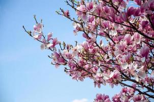 magnolia in fiore in fiori primaverili su un albero contro un cielo blu brillante foto