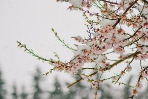 vicino su di neve su il fiori- nevicando su il alberi foto