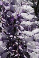 meraviglioso naturale sfondo di viola glicine fiori. foto