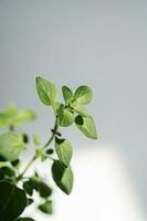 un' verde Casa pianta e suo le foglie avvicinamento. foto