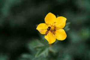 giallo ranuncolo bulboso e hoverfly su un' naturale verde sfondo. foto