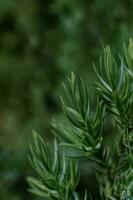 naturale verde sfondo con verde ginepro formosana. foto
