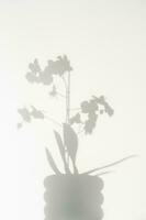 il ombra di un' bellissimo bianca orchidea su un' bianca sfondo. foto