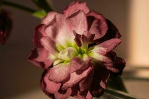 bellissimo astratto sfondo con fiori e vasi. foto