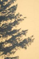 il ombra di un' abete albero su il parete nel il leggero di il ambientazione sole. foto