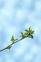 un' ramo con giovane le foglie nel naturale condizioni nel primavera. foto