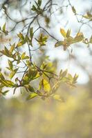 un' ramo con giovane le foglie nel naturale condizioni nel primavera. foto