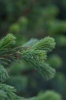 un' ramo di un' abete albero nel il parco nel avvicinamento. foto