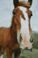 cavallo nel il campo camminare natura animali paesaggio foto