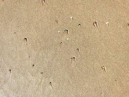 spiaggia bagnato sabbia struttura. sabbioso riva beige sfondo. foto