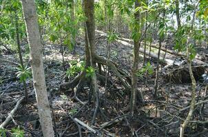 sud-est asiatico mangrovia palude foreste. tanjung piai Malaysia mangrovia foresta parco foto