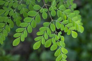 bacchetta del tamburo albero, erbaceo verde moringa le foglie albero sfondo foto