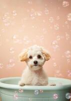 carino maltipoo cane nel un' piccolo vasca da bagno con sapone schiuma e bolle, carino pastello colori, generativo ai. foto