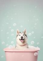 carino siberiano rauco cane nel un' piccolo vasca da bagno con sapone schiuma e bolle, carino pastello colori, generativo ai. foto
