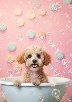 carino maltipoo cane nel un' piccolo vasca da bagno con sapone schiuma e bolle, carino pastello colori, generativo ai. foto