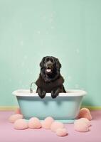 carino Terranova cane nel un' piccolo vasca da bagno con sapone schiuma e bolle, carino pastello colori, generativo ai. foto