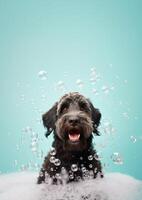 carino nero russo terrier cane nel un' piccolo vasca da bagno con sapone schiuma e bolle, carino pastello colori, generativo ai. foto