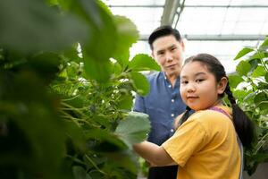 un' padre e figlia visitare un biologico fragola giardino su un' chiuso azienda agricola. avere divertimento raccolta fragole insieme. foto