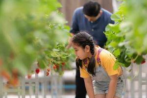 un' padre e figlia visitare un biologico fragola giardino su un' chiuso azienda agricola. avere divertimento raccolta fragole insieme. foto