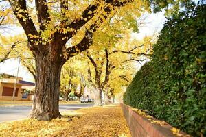 bellissimo autunno stagione paesaggio urbano caduto le foglie nel il altezza di autunno per catturare il vivace giallo di il ginkgo albero lungo il strada nel albury, nuovo Sud Galles, Australia. foto