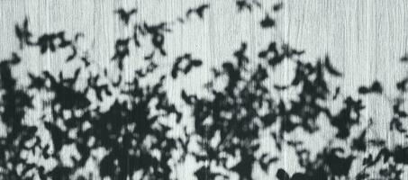 sfocato ombra di le foglie su grigio o grigio di legno pavimento per sfondo nel nero e bianca tono. selettivo messa a fuoco e arte astratto sfondo foto