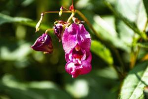 orchidee selvatiche rosa