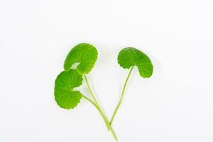 superiore Visualizza su tavolo centella asiatica le foglie con isolato su bianca sfondo foto