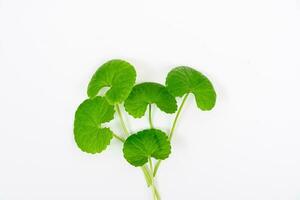 superiore Visualizza su tavolo centella asiatica le foglie con isolato su bianca sfondo foto