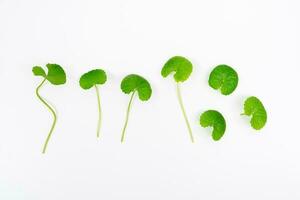 superiore Visualizza su tavolo centella asiatica le foglie con isolato su bianca sfondo foto