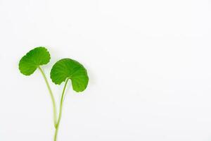 superiore Visualizza su tavolo centella asiatica le foglie con isolato su bianca sfondo foto