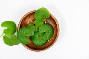 superiore Visualizza su tavolo centella asiatica le foglie con isolato su bianca sfondo foto