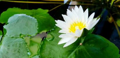 bianca loto crescita e fioritura con verde le foglie su acqua per sfondo. bellezza di natura, petalo, polline e forma concetto foto