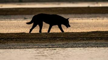 cane che cammina sulla spiaggia foto