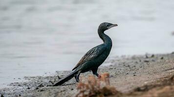 poco cormorano In piedi su il campo foto