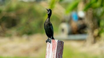 poco cormorano In piedi su albero ceppo foto