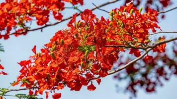 albero delle fiamme con fiori rosso vivo e baccelli di semi foto